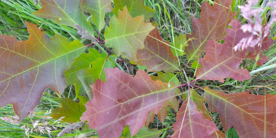 Maslow's hierarchy of basic needs